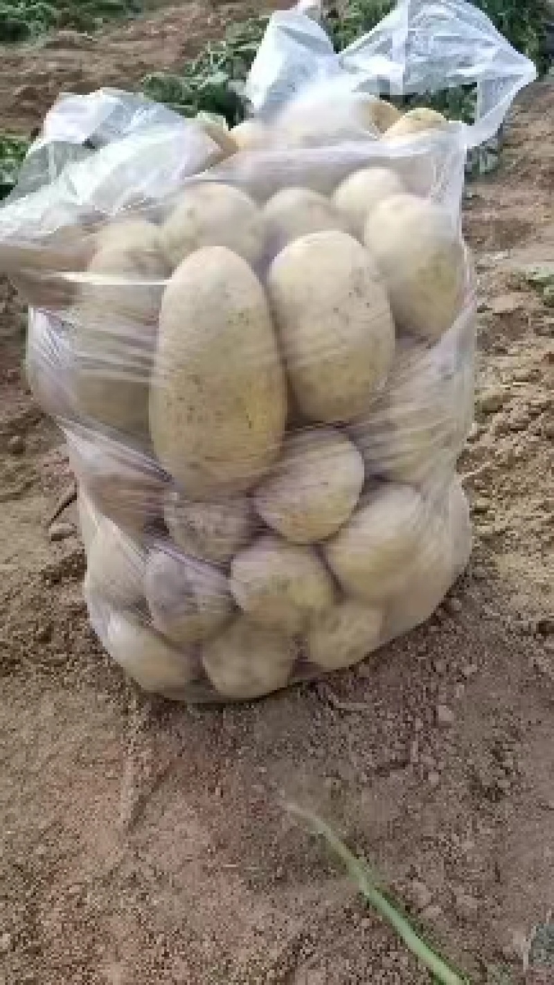 精品黄心土豆，产地直发，货源充足，全国发货，量大从优