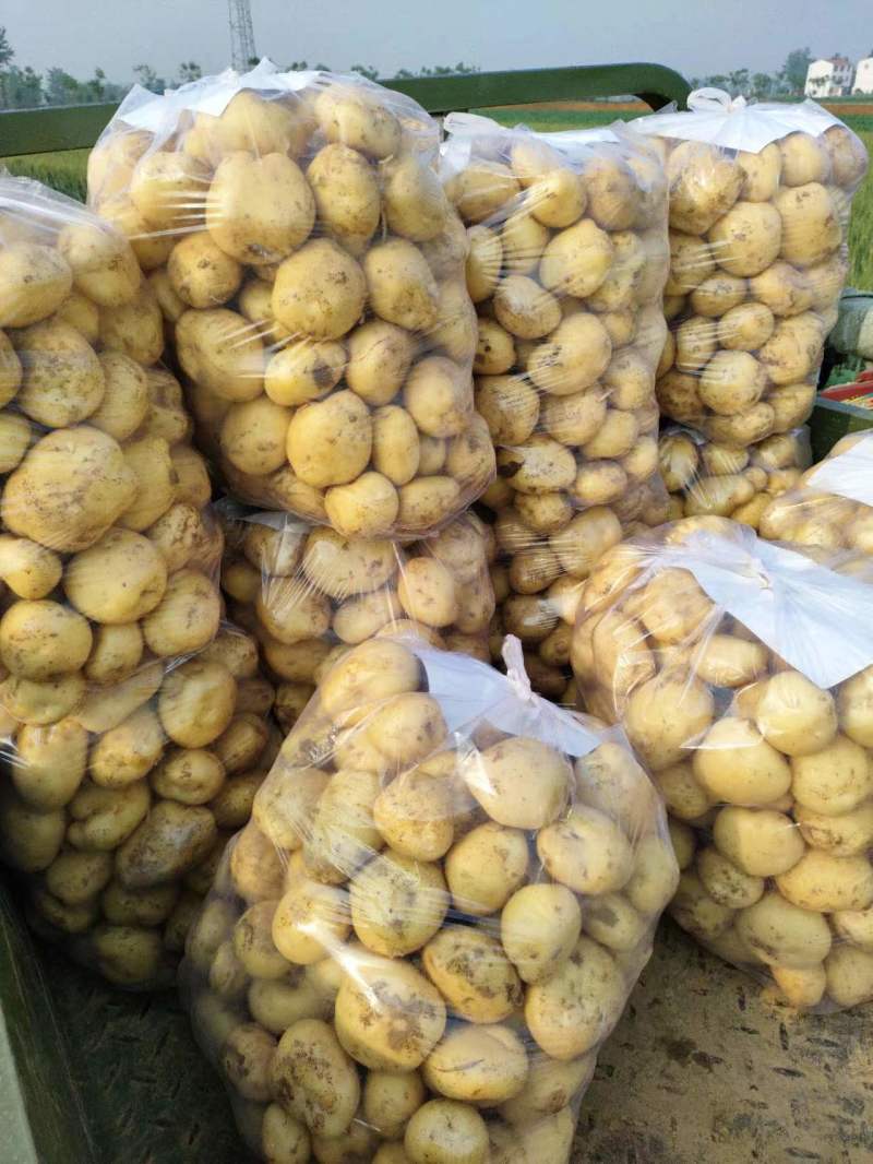 精品黄心土豆，产地直发，货源充足，全国发货，量大从优