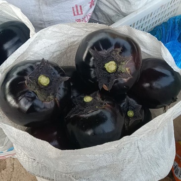 圆茄