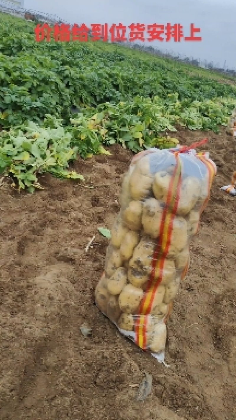 优质荷兰十五黄皮黄心薯型好颜色靓产地直发