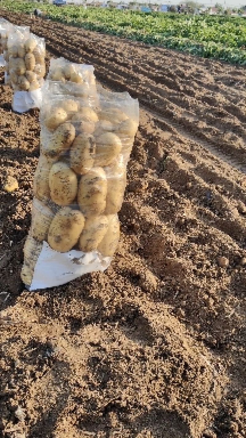 优质荷兰十五黄皮黄心薯型好颜色靓产地直发