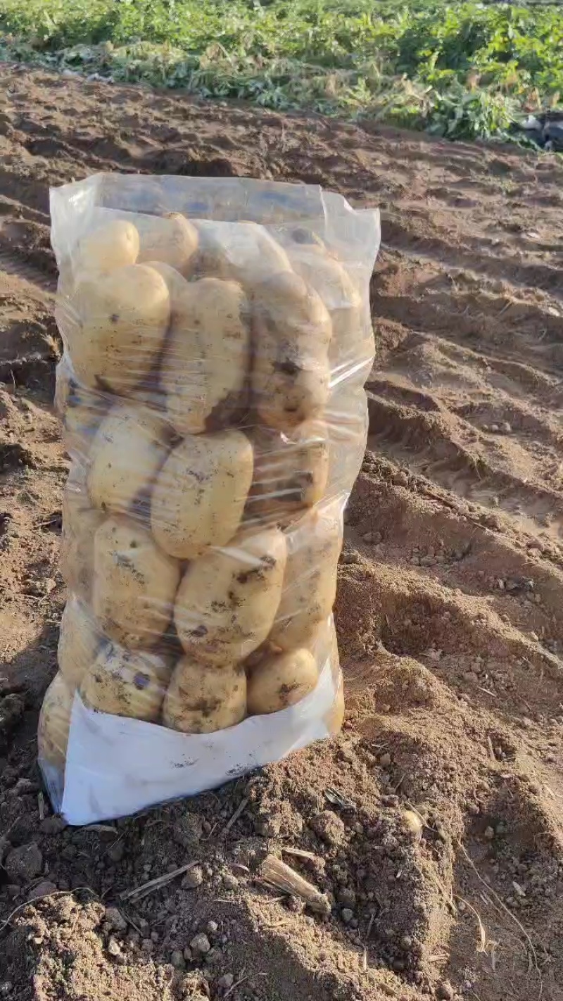 优质荷兰十五黄皮黄心薯型好颜色靓产地直发