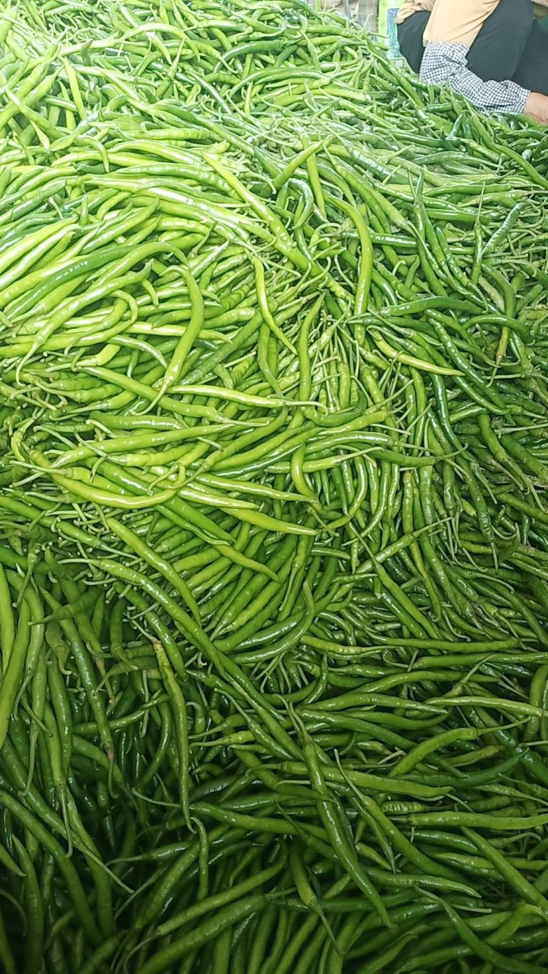 广西线椒，皱皮椒八号椒大量上市