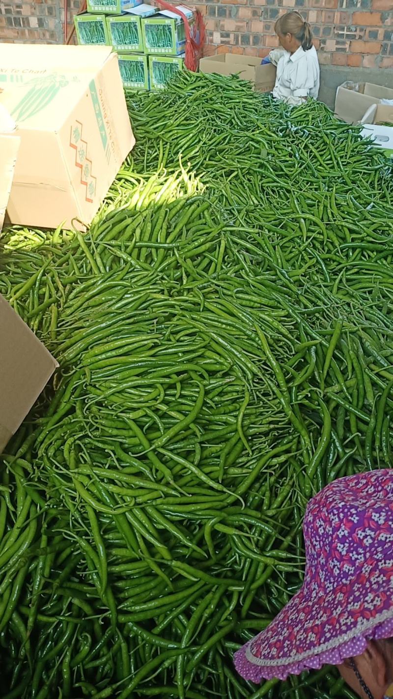 广西线椒，皱皮椒八号椒大量上市