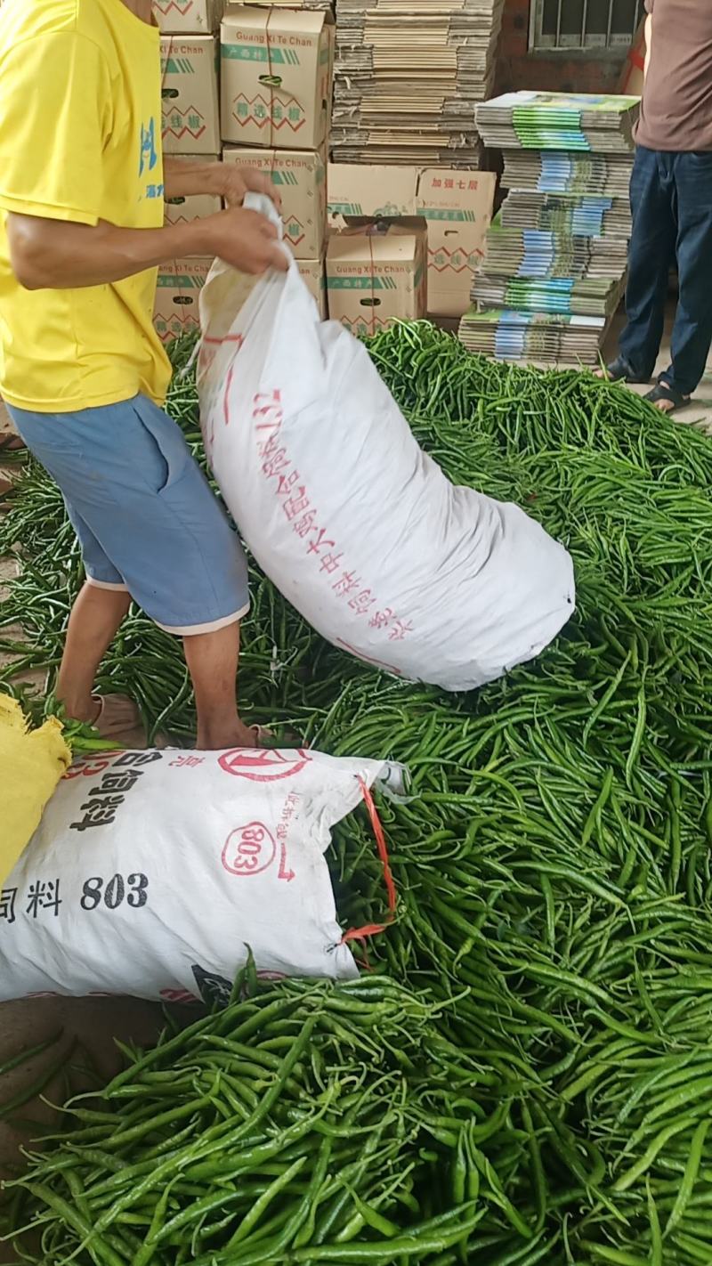 广西线椒，皱皮椒八号椒大量上市