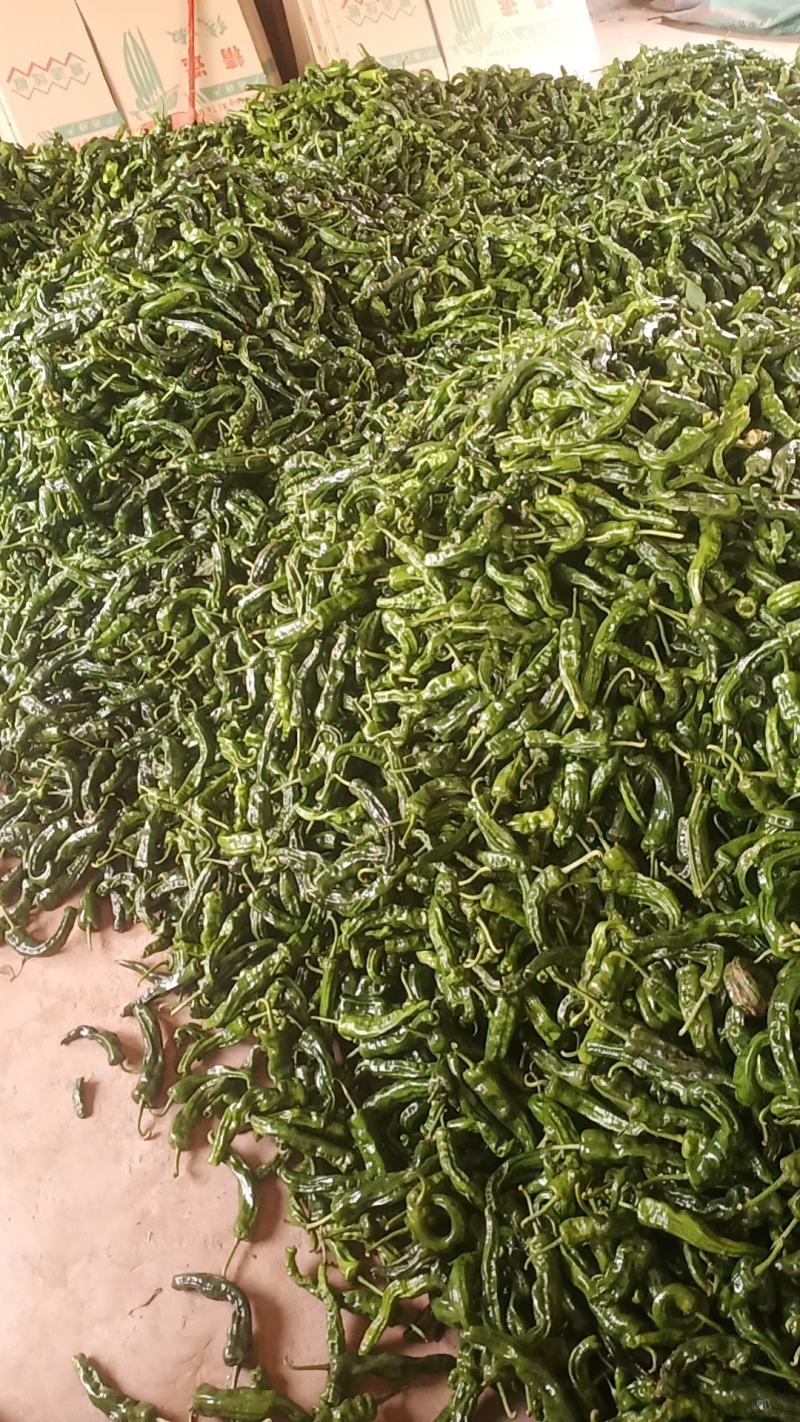广西线椒，皱皮椒八号椒大量上市
