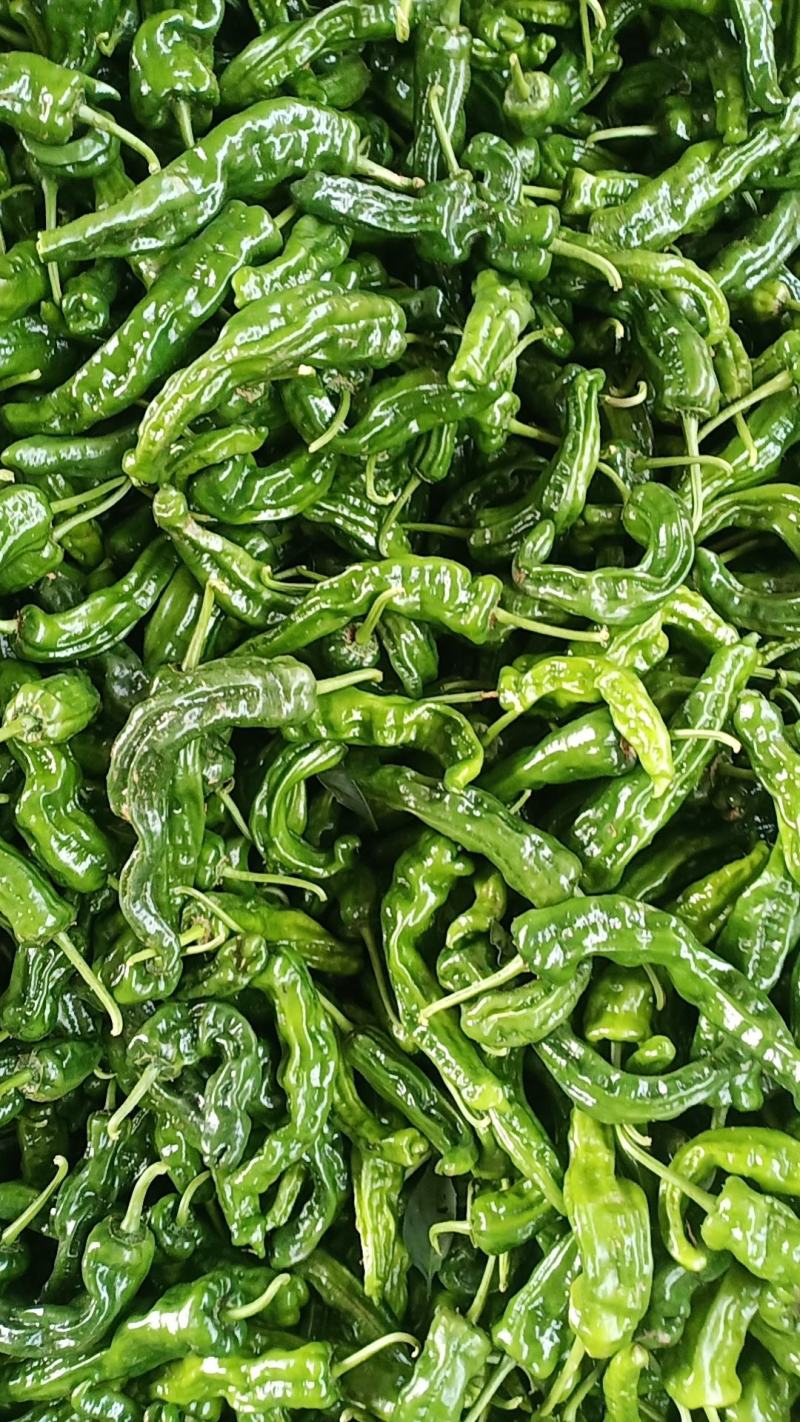 广西线椒，皱皮椒八号椒大量上市