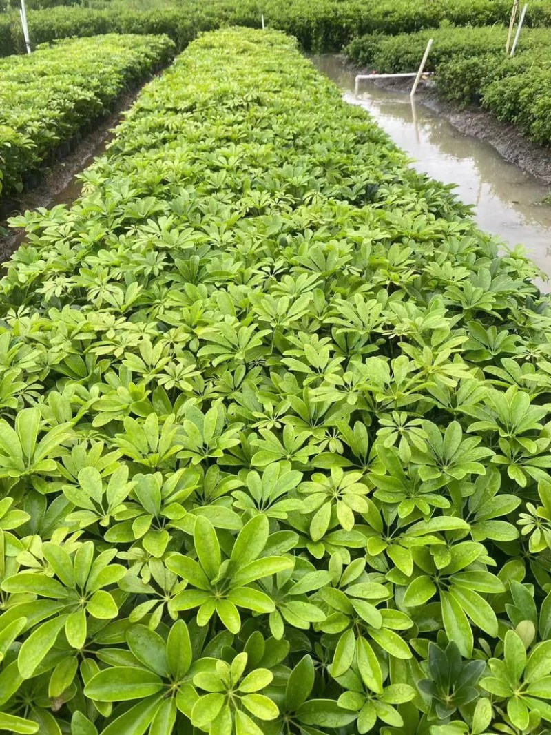 鹅掌柴/鸭脚木小袋中袋基地直销规格齐全欢迎老板来电