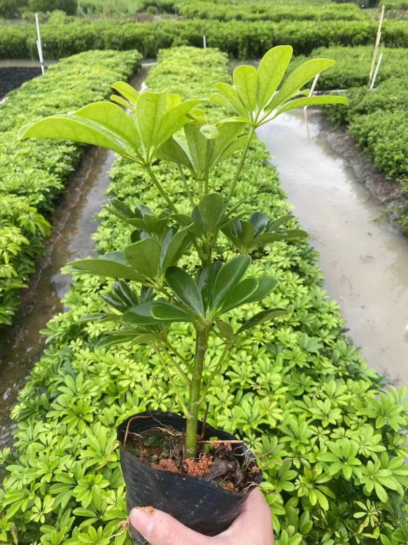 鹅掌柴/鸭脚木小袋中袋基地直销规格齐全欢迎老板来电
