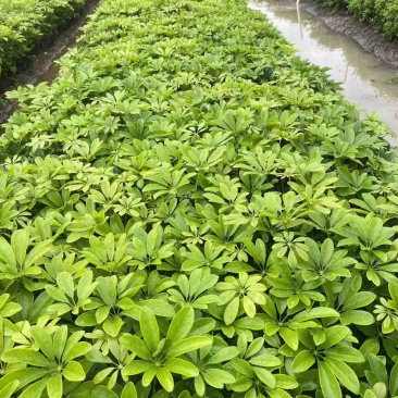 鹅掌柴/鸭脚木小袋中袋基地直销规格齐全欢迎老板来电