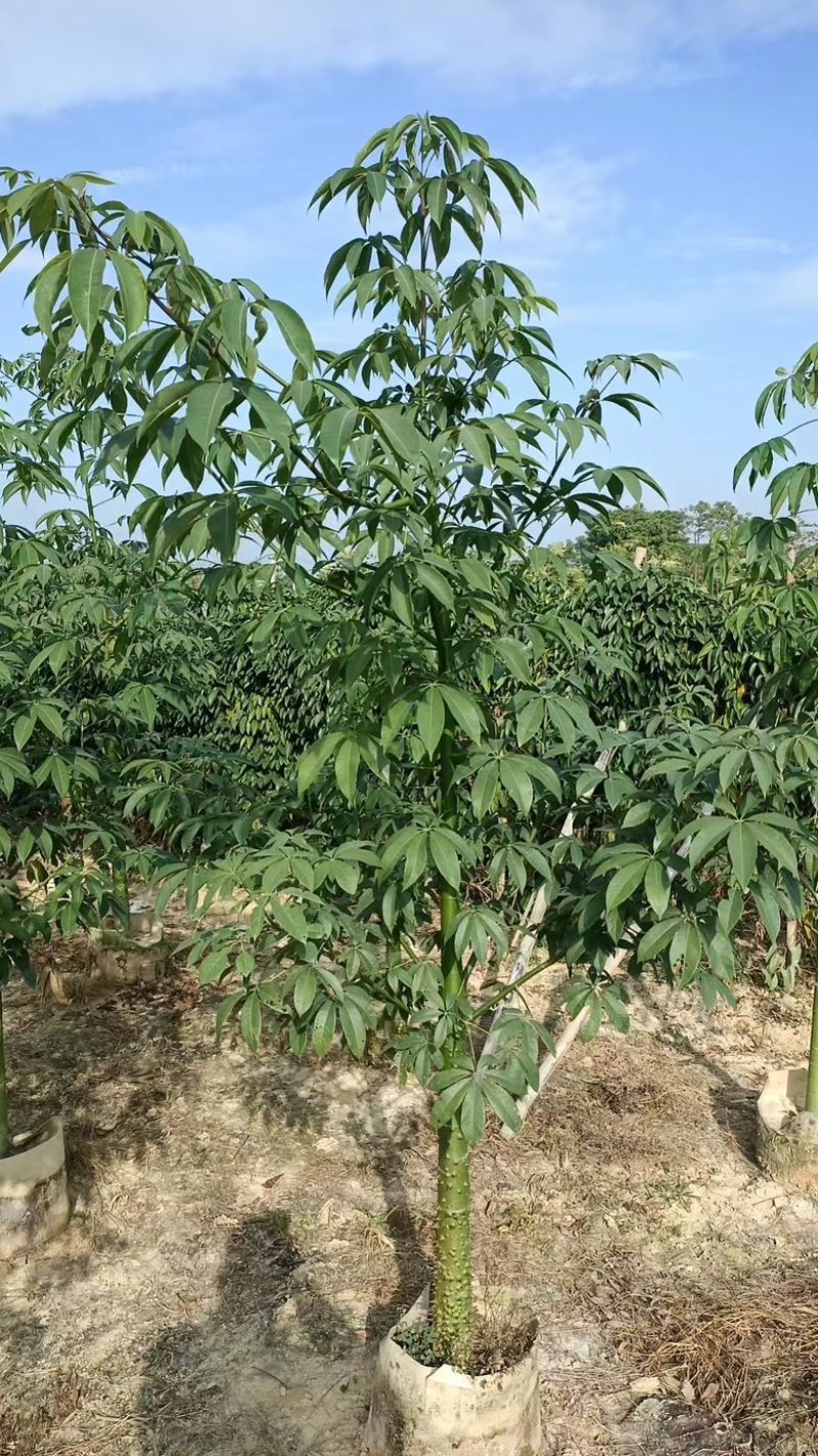 美丽木棉3-15分低价出售