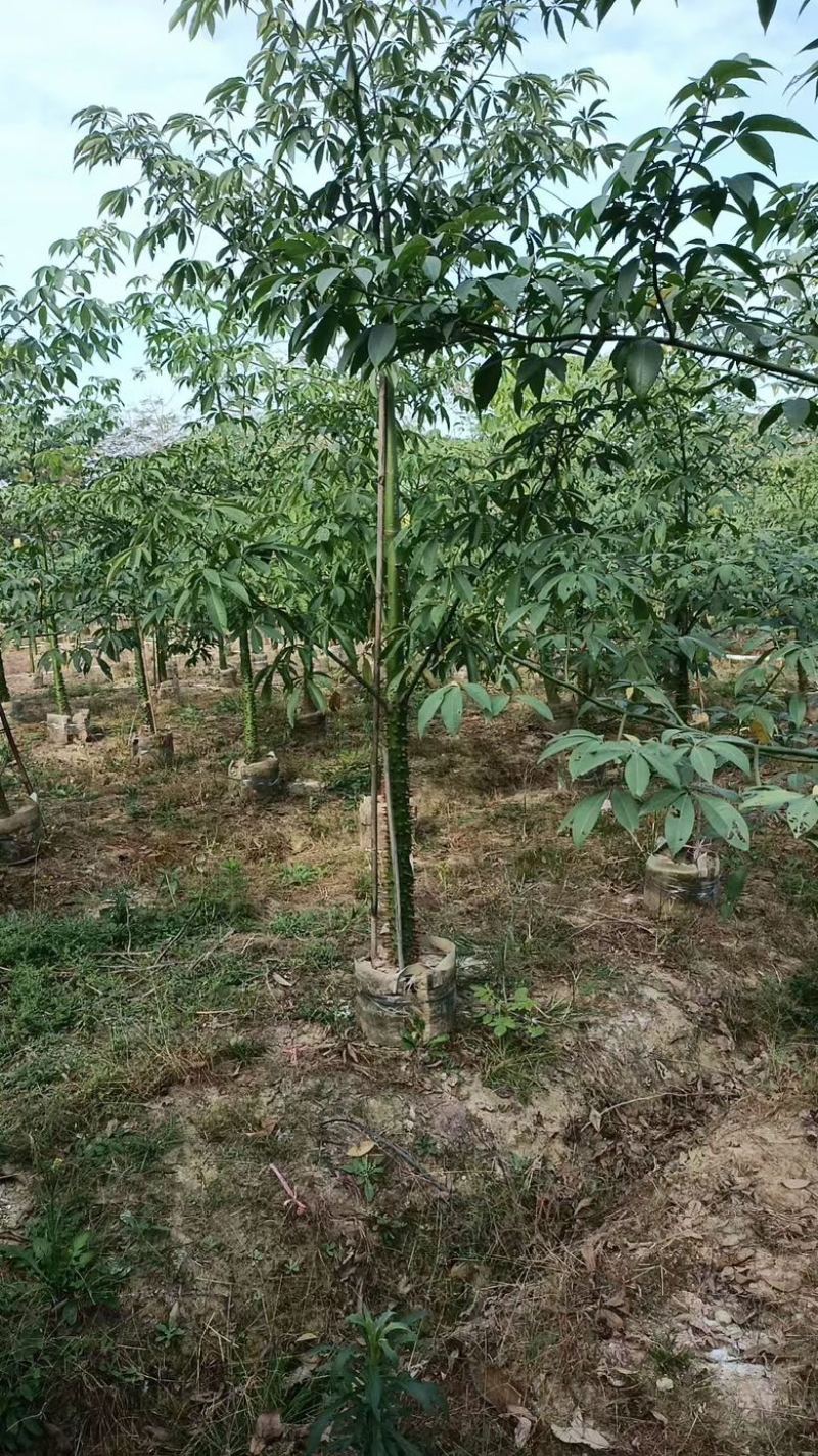 美丽木棉3-15分低价出售