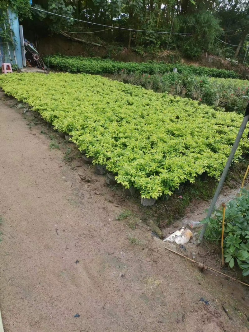 黄素梅/黄金叶小袋中袋基地直销规格齐全欢迎老板来电