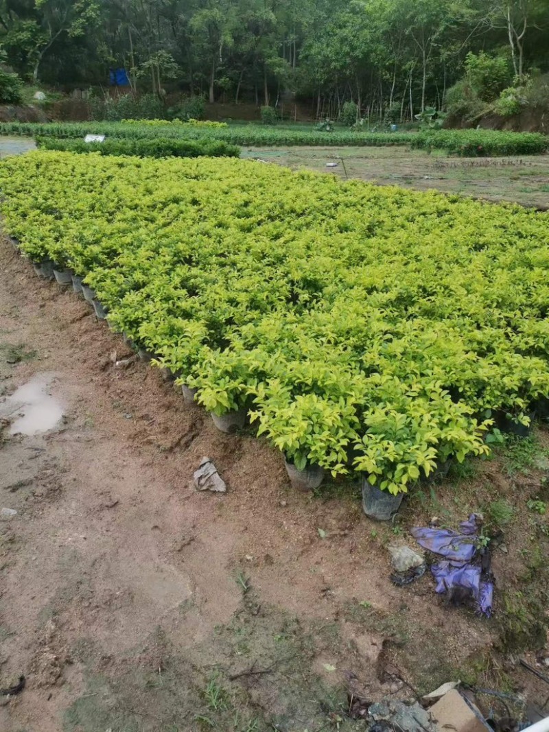 黄素梅/黄金叶小袋中袋基地直销规格齐全欢迎老板来电