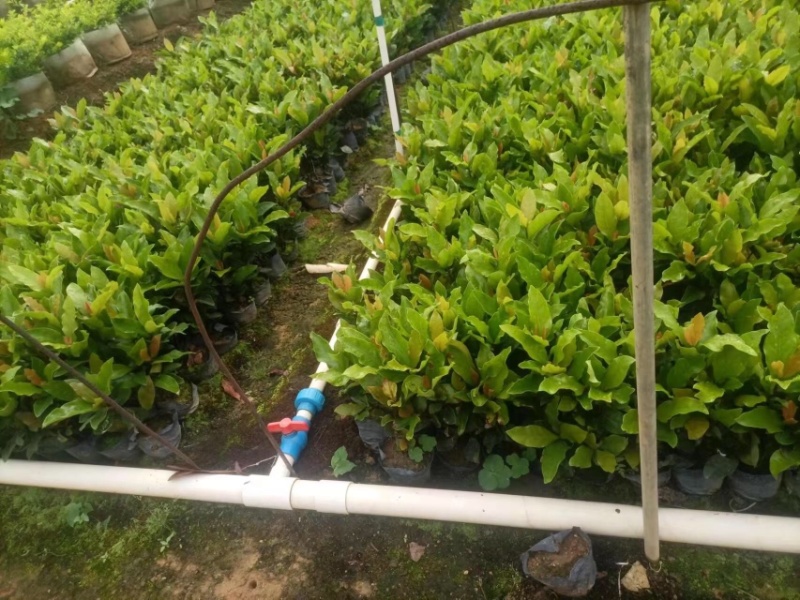 龙船花小袋中袋盆栽基地直销规格齐全欢迎老板来电咨询