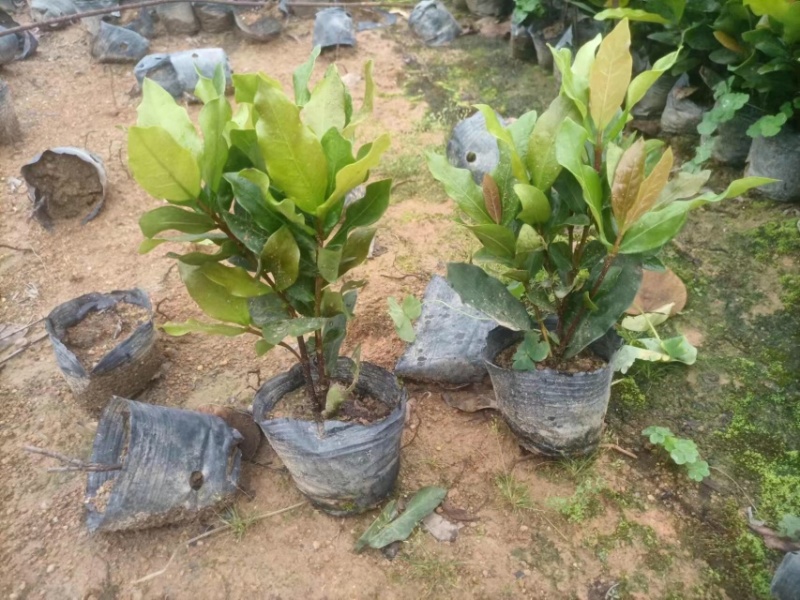 龙船花小袋中袋盆栽基地直销规格齐全欢迎老板来电咨询