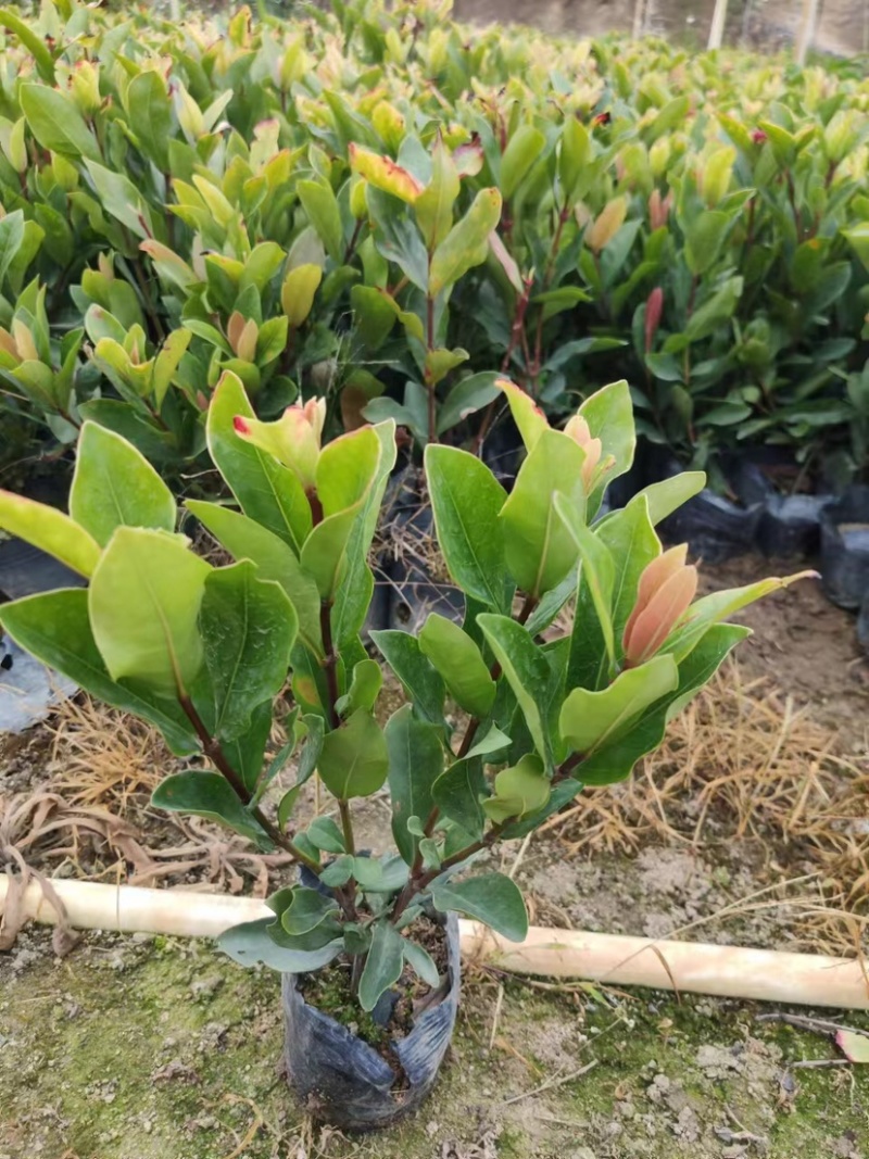 龙船花小袋中袋盆栽基地直销规格齐全欢迎老板来电咨询