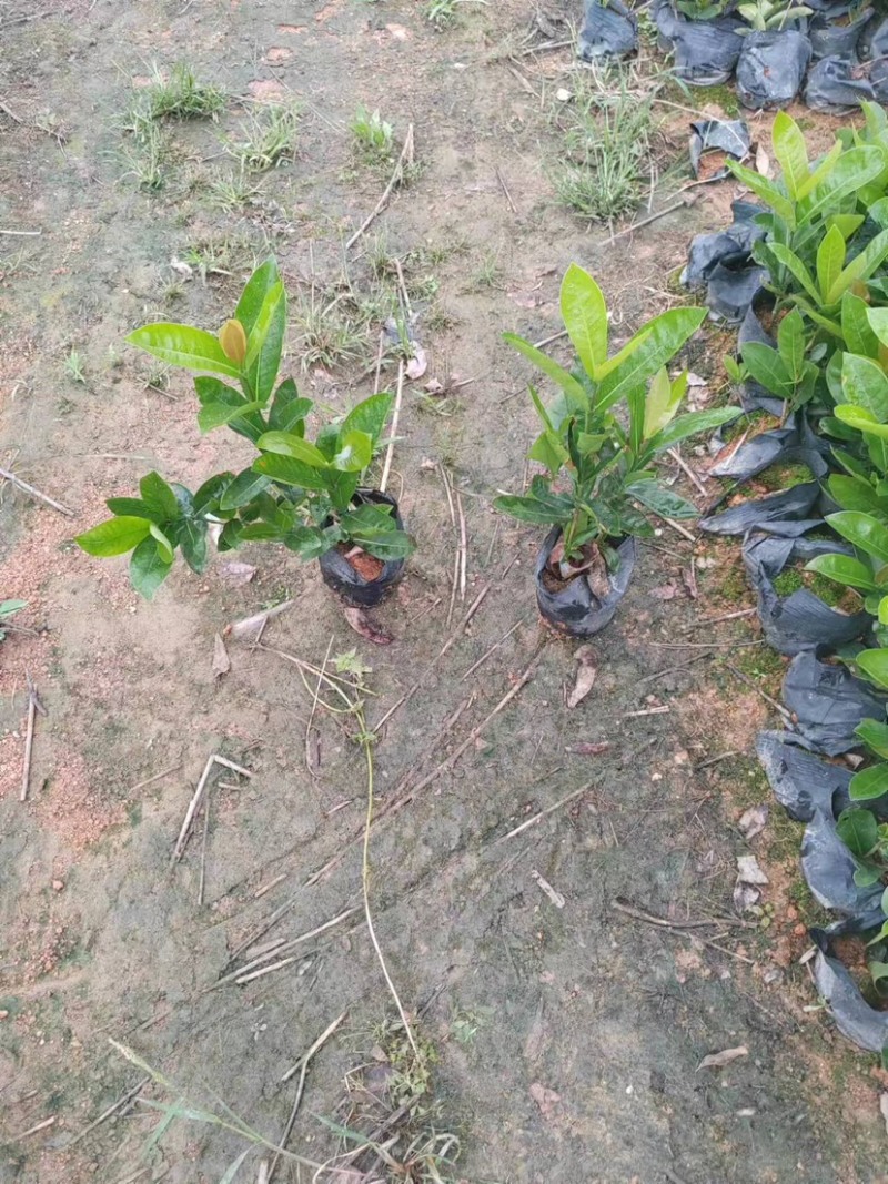 龙船花小袋中袋盆栽基地直销规格齐全欢迎老板来电咨询