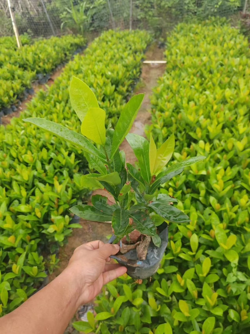 龙船花小袋中袋盆栽基地直销规格齐全欢迎老板来电咨询