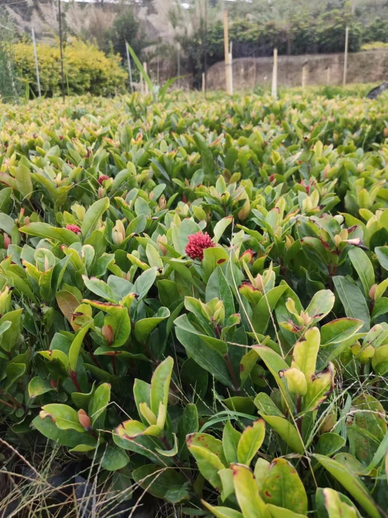 龙船花小袋中袋盆栽基地直销规格齐全欢迎老板来电咨询