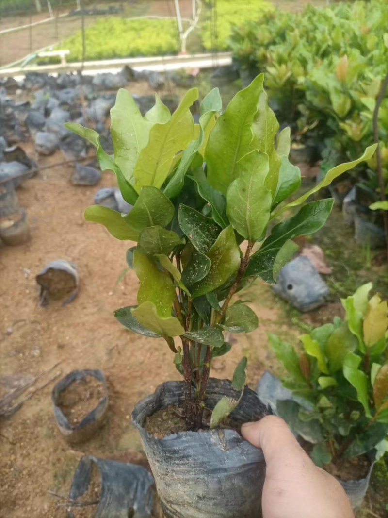 龙船花小袋中袋盆栽基地直销规格齐全欢迎老板来电咨询