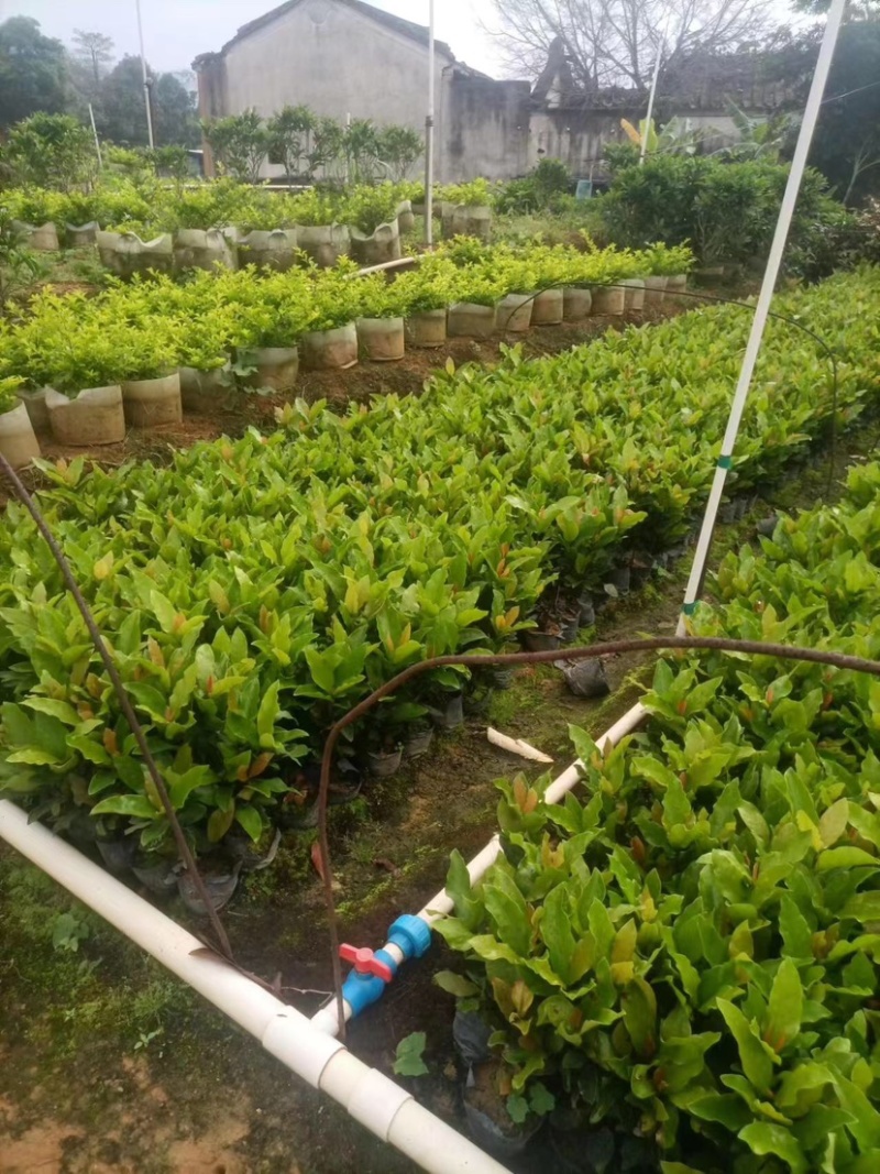龙船花小袋中袋盆栽基地直销规格齐全欢迎老板来电咨询