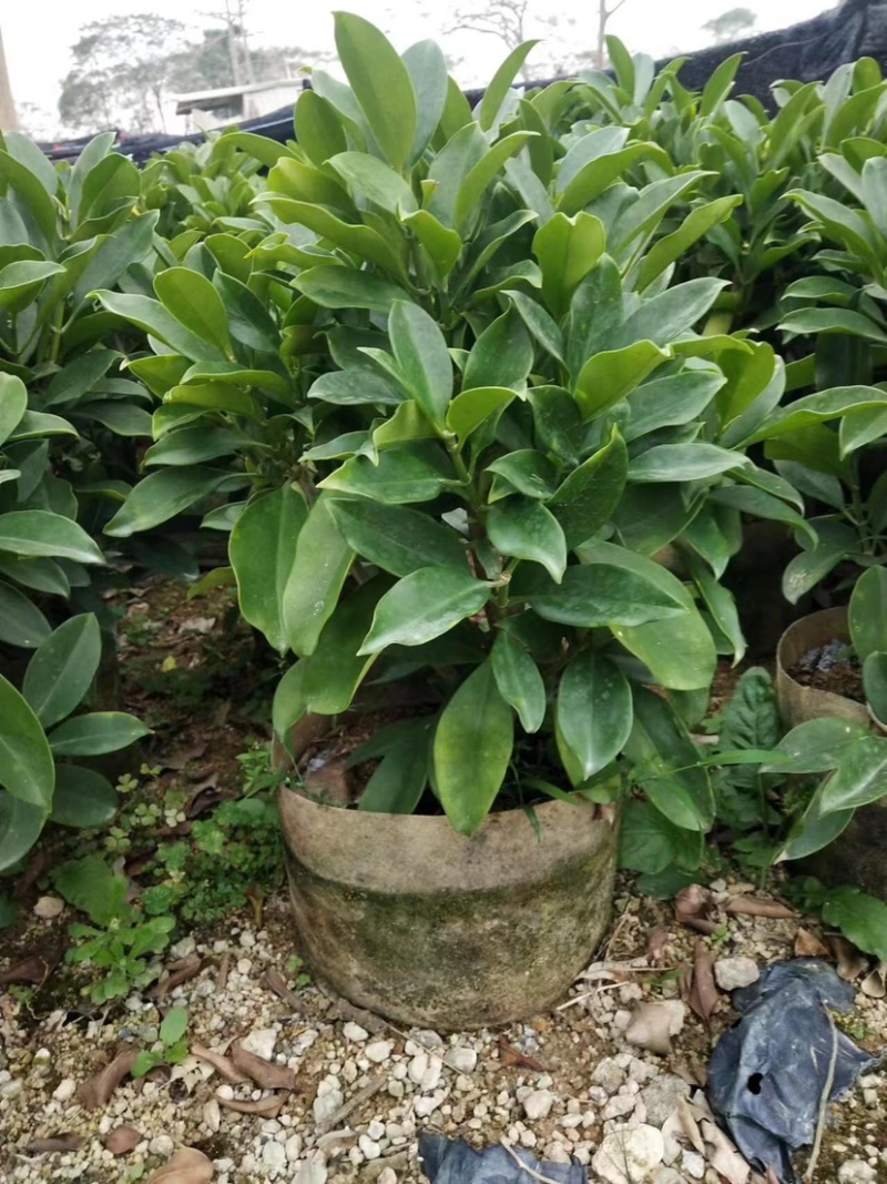非洲茉莉布袋苗基地直销规格齐全欢迎老板来电咨询合作