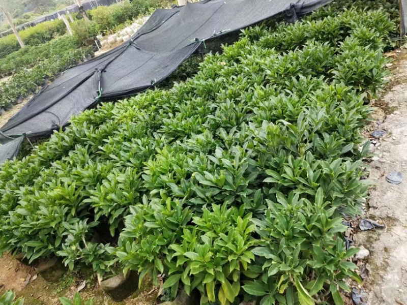 非洲茉莉布袋苗基地直销规格齐全欢迎老板来电咨询合作