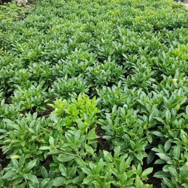 非洲茉莉布袋苗基地直销规格齐全欢迎老板来电咨询合作