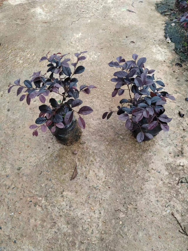 红花继木苗小袋中袋基地直销规格齐全欢迎老板来电咨询