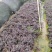 红花继木苗小袋中袋基地直销规格齐全欢迎老板来电咨询