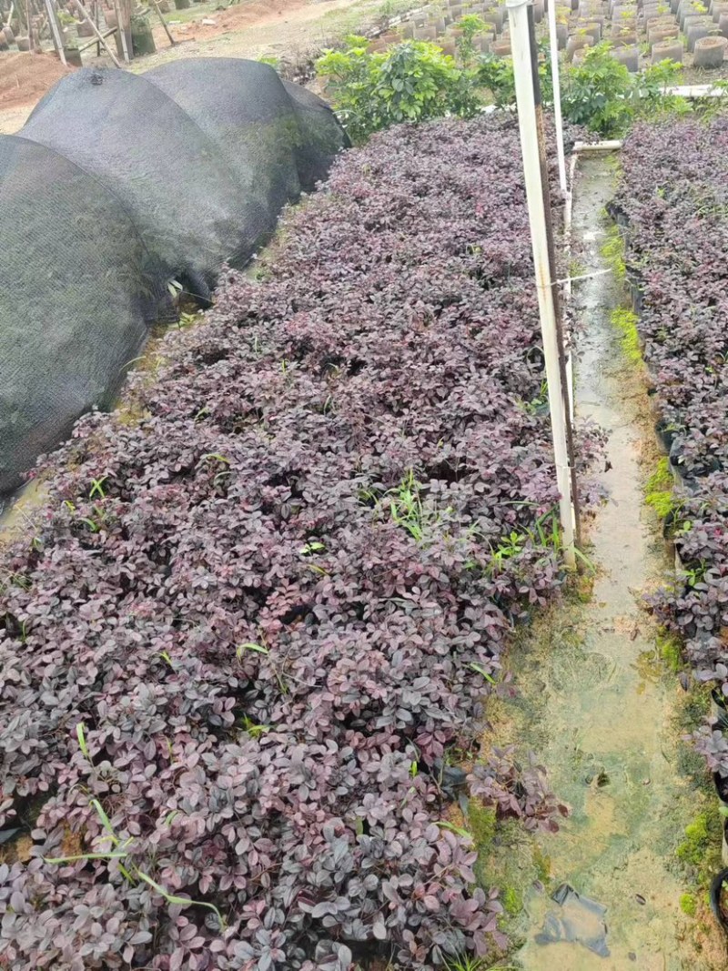 红花继木苗小袋中袋基地直销规格齐全欢迎老板来电咨询