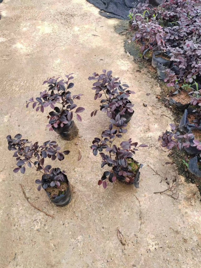 红花继木苗小袋中袋基地直销规格齐全欢迎老板来电咨询
