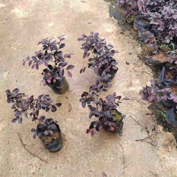 红花继木苗小袋中袋基地直销规格齐全欢迎老板来电咨询