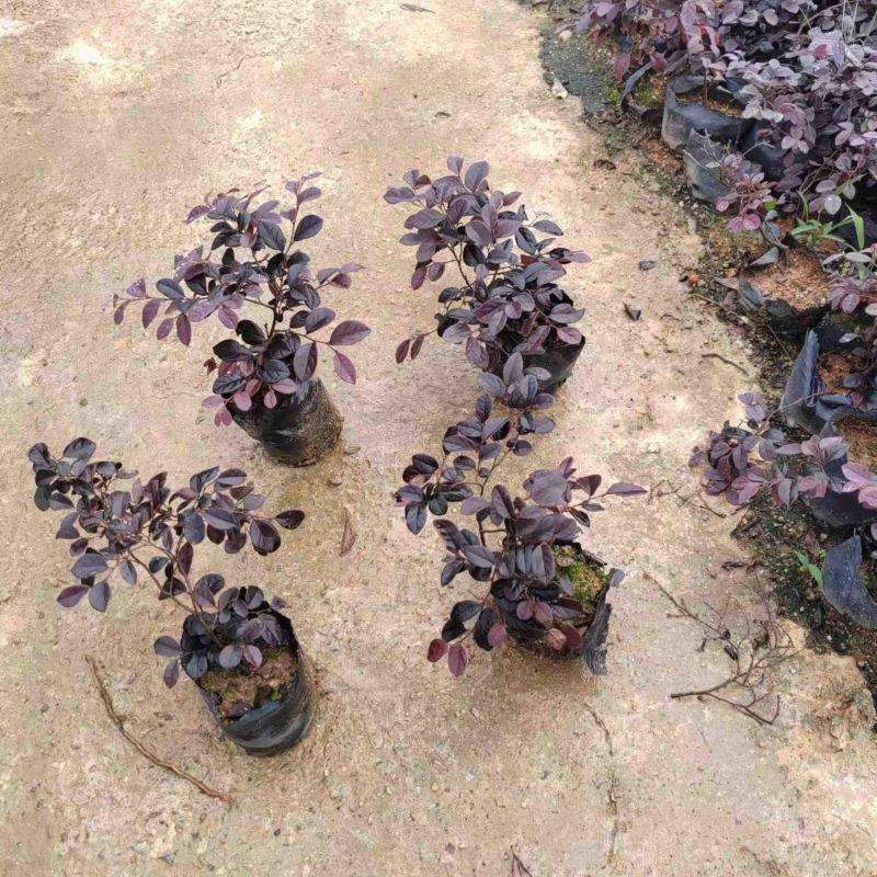 红花继木苗小袋中袋基地直销规格齐全欢迎老板来电咨询
