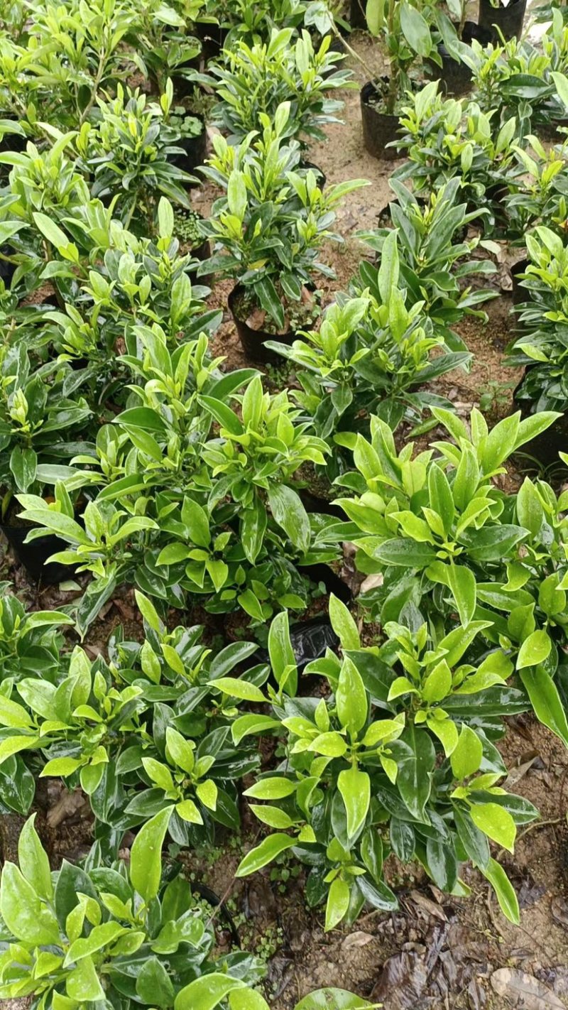 非洲茉莉小袋大袋基地质量优质欢迎老板来电咨询合作