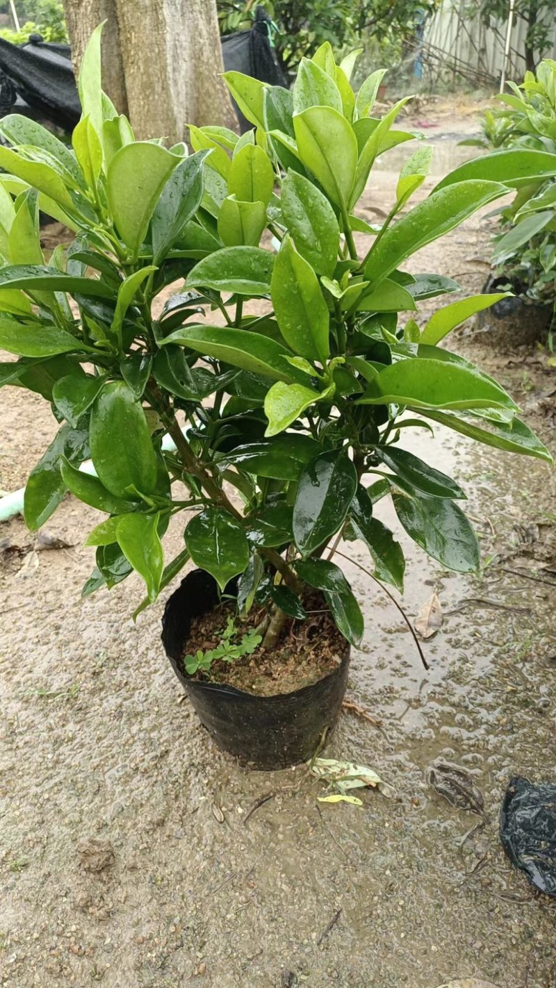 非洲茉莉小袋大袋基地质量优质欢迎老板来电咨询合作