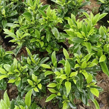 非洲茉莉小袋大袋基地质量优质欢迎老板来电咨询合作