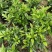 非洲茉莉小袋大袋基地质量优质欢迎老板来电咨询合作