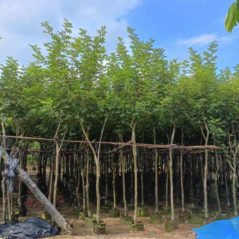黄花风铃木3-18分低价出售