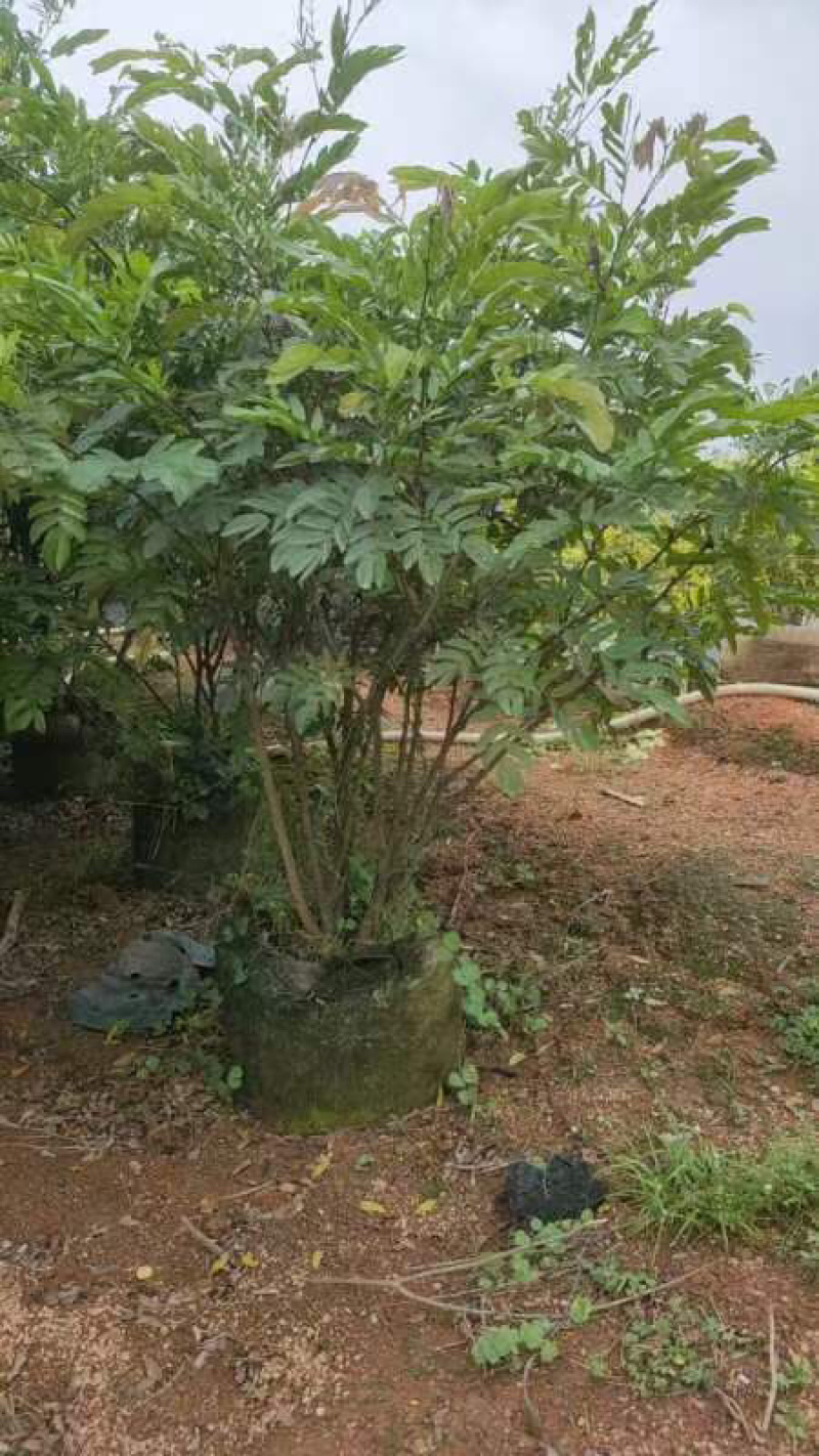 红绒球基地直销规格齐全欢迎老板来电咨询合作