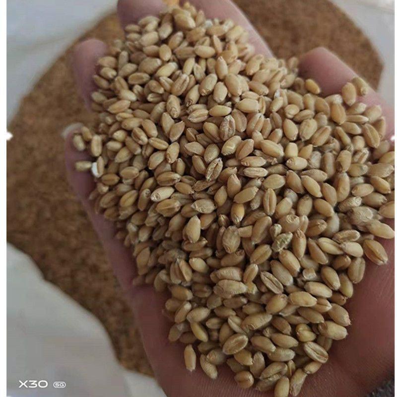 批发新麦子大麦小麦粒东北带皮小麦酿酒喂鸽子粮食50斤装