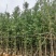 银杏树基地直销规格齐全欢迎老板来电咨询合作