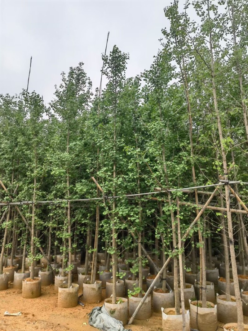 银杏树基地直销规格齐全欢迎老板来电咨询合作