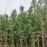 银杏树基地直销规格齐全欢迎老板来电咨询合作