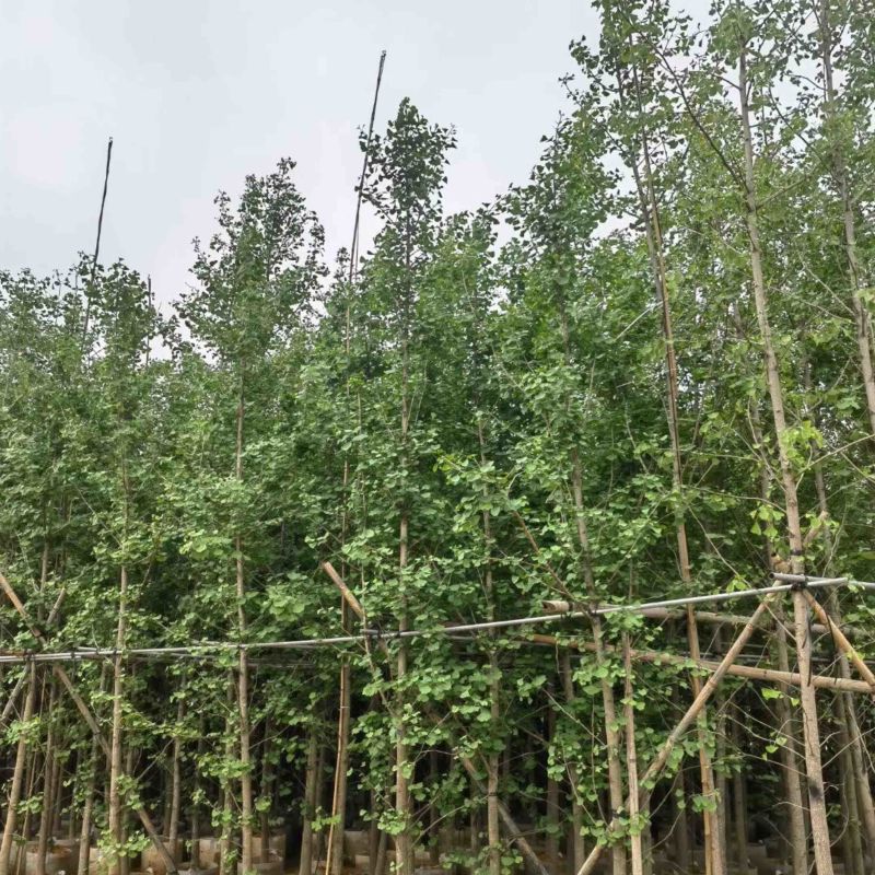 银杏树基地直销规格齐全欢迎老板来电咨询合作