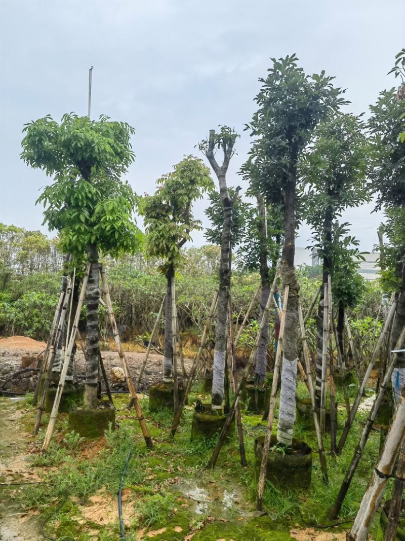 光杆/骨架/养冠海南红豆基地直销规格齐全欢迎老板来电