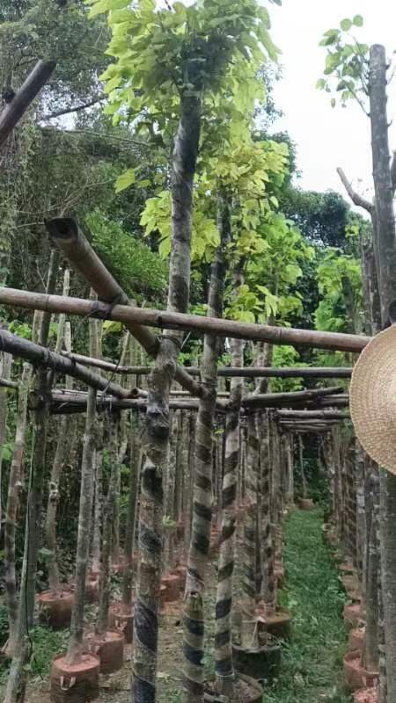 普通樱花树基地直销规格齐全欢迎老板来电咨询合作