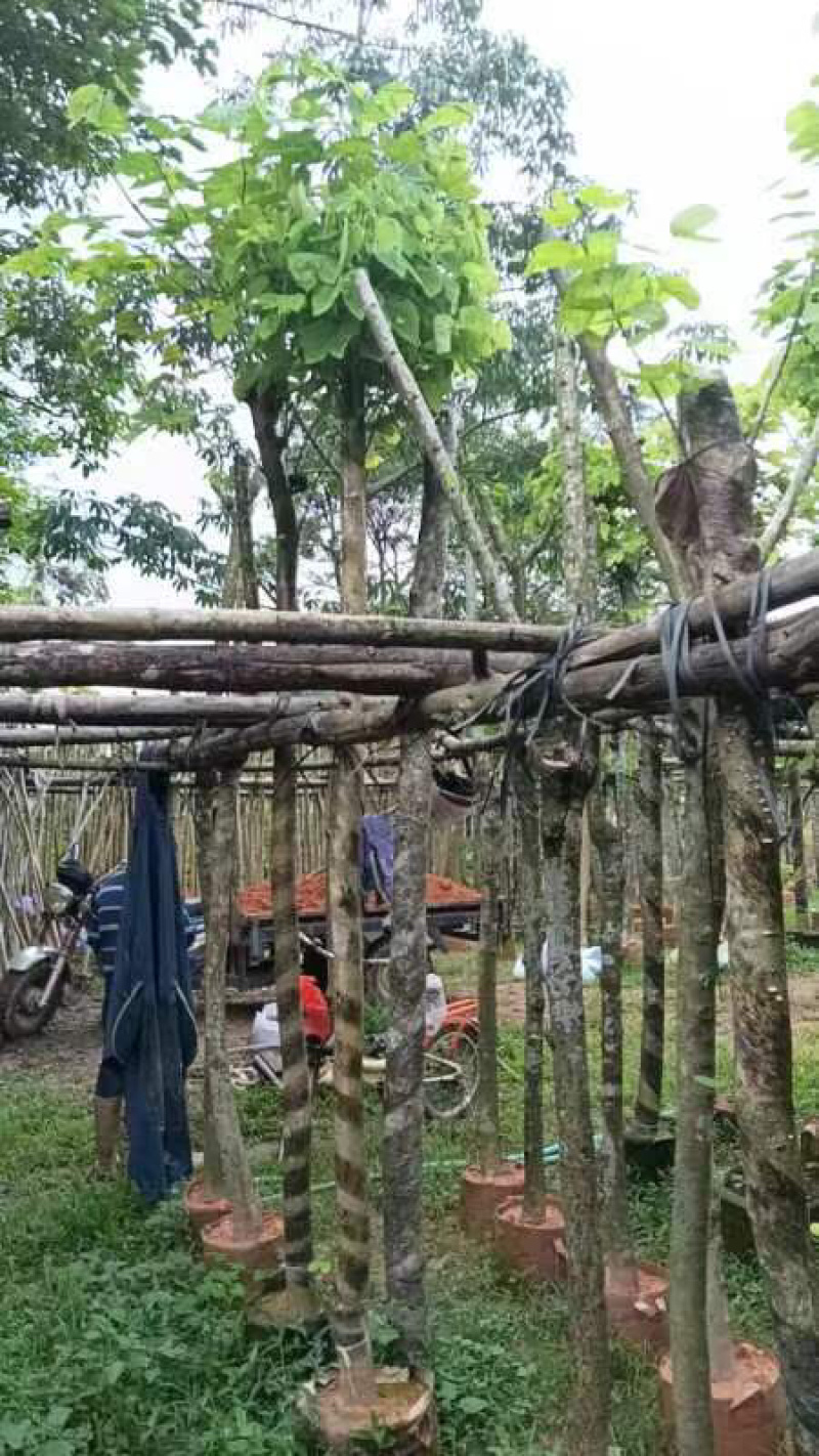 普通樱花树基地直销规格齐全欢迎老板来电咨询合作