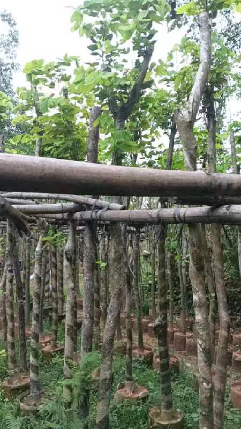 普通樱花树基地直销规格齐全欢迎老板来电咨询合作